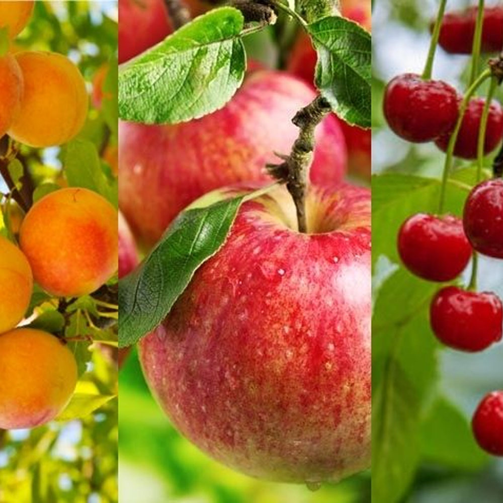 Árboles Frutales
