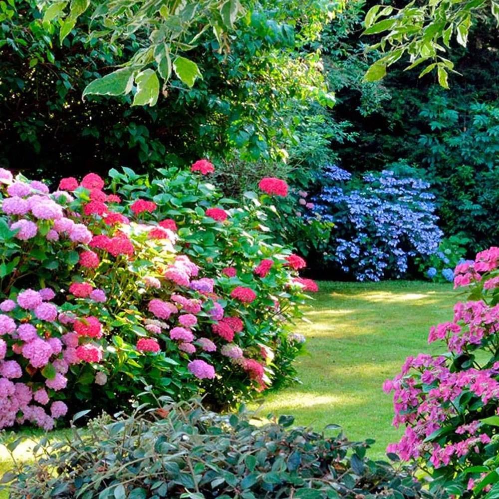 Plantas de Exterior