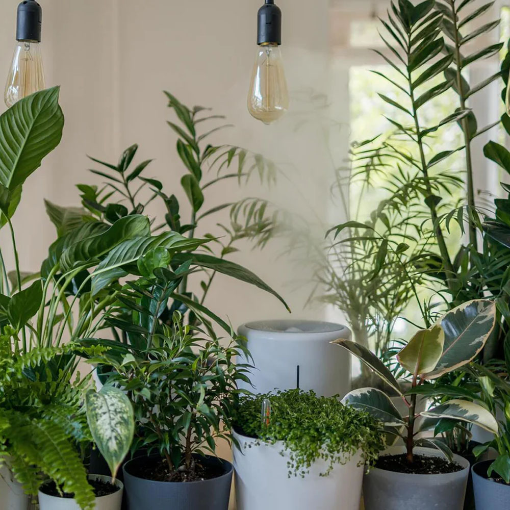 Plantas de Interior