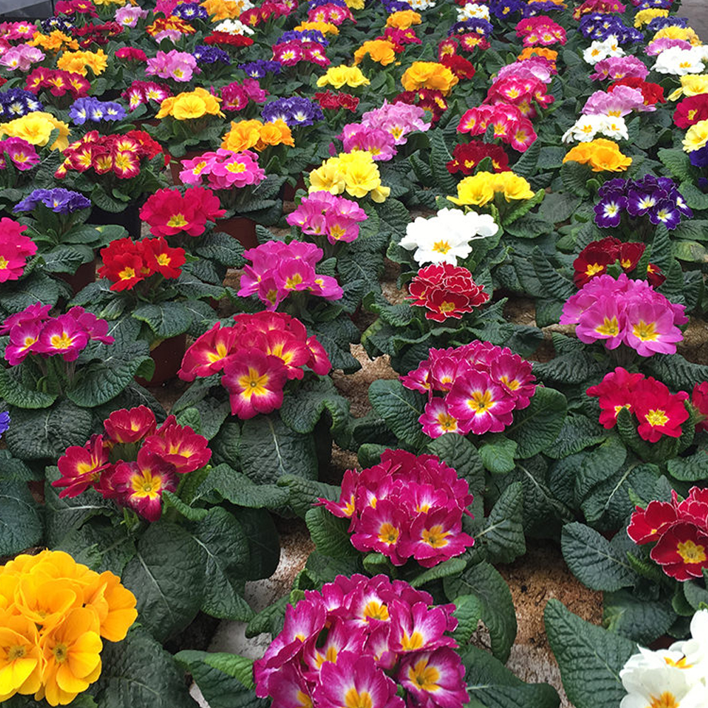 Plantas de Temporada