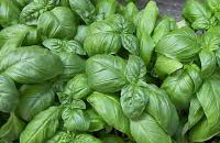 Almacigos de Albahaca