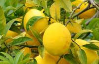 Limón Génova
