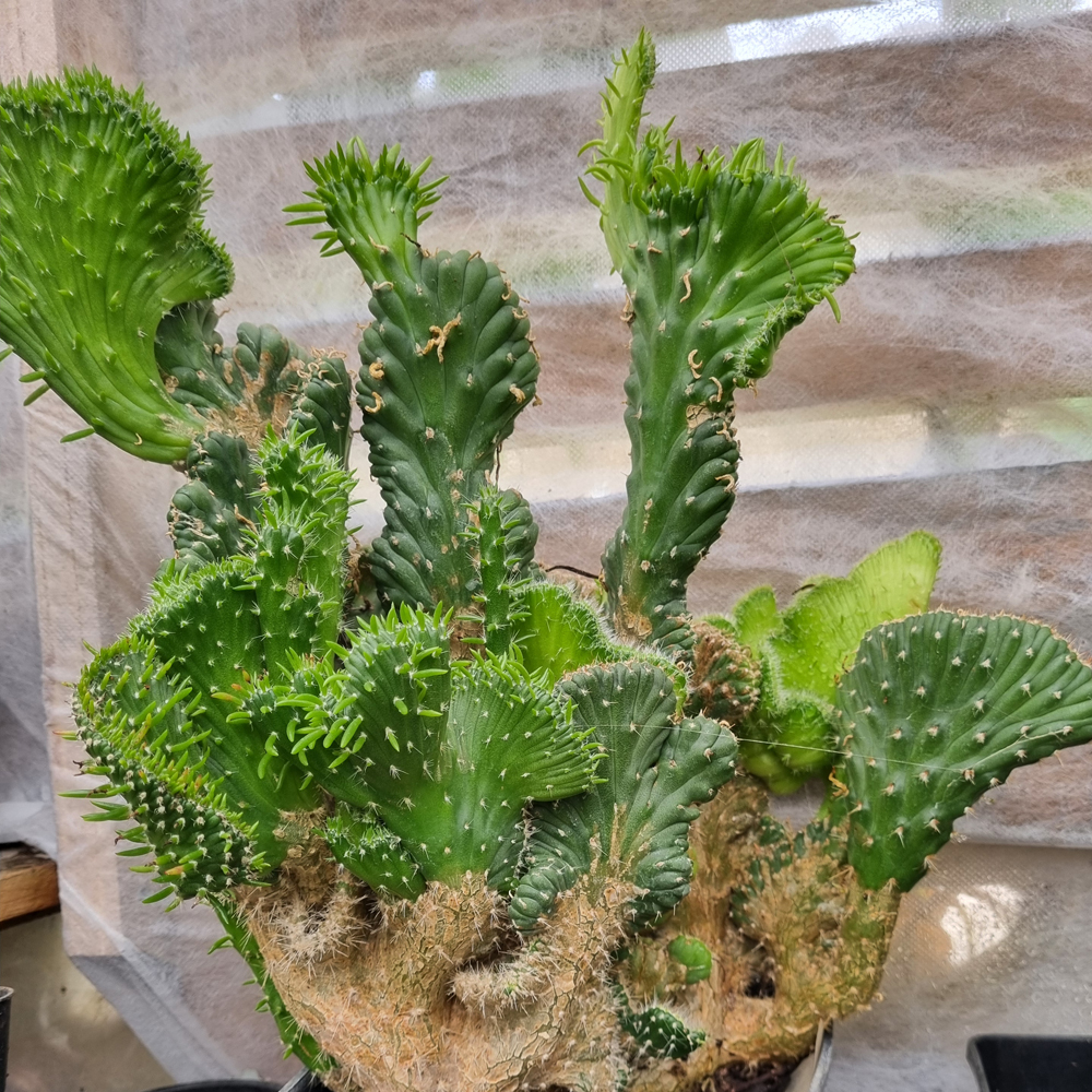 Austrocylindropuntia Aubulata ‘Cristata’ 
