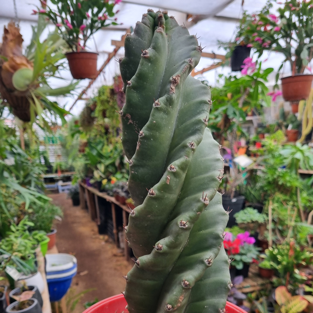 Cereus Forbesii cv Espiralis - Cactus Espiral
