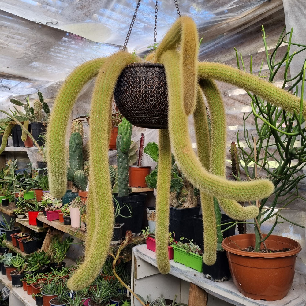 Cleistocactus Colademononis - Cactus Cola de Mono