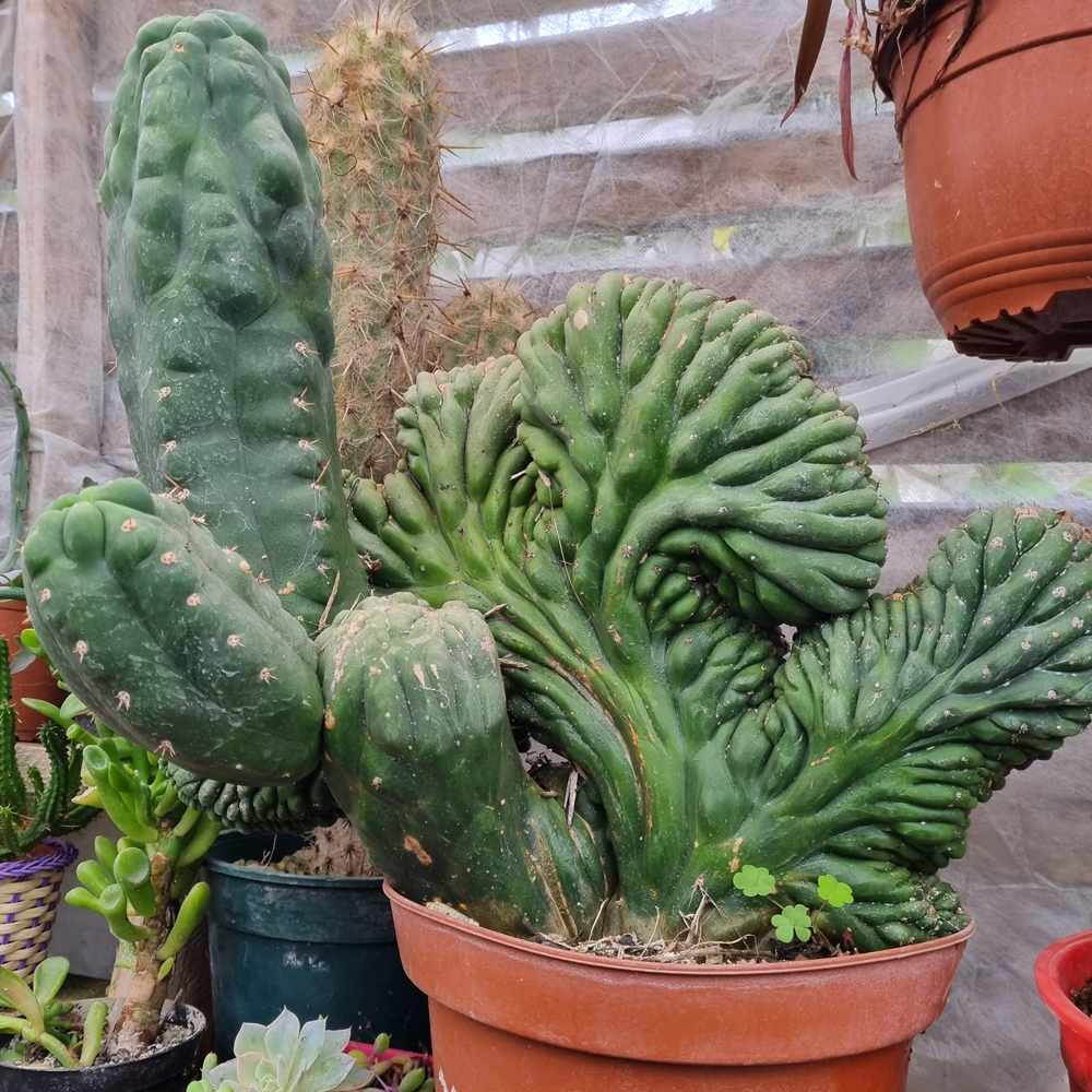 Echinopsis Pachanoi Cristata - Cactus Cerebro