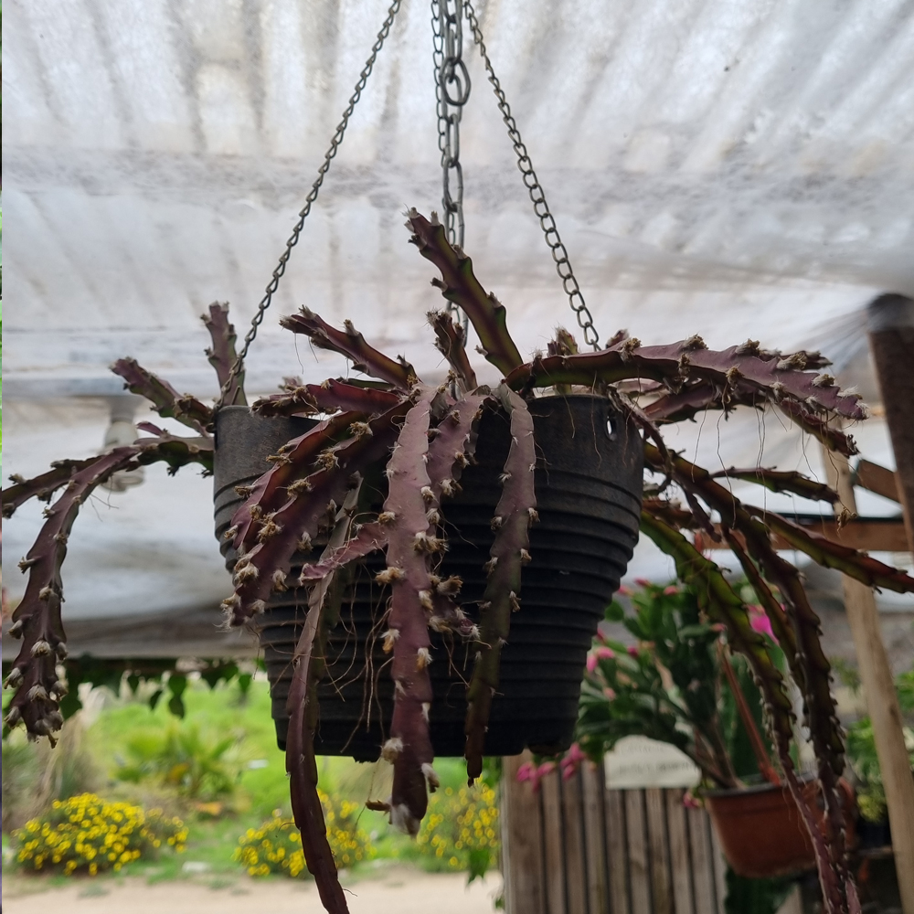 Lepismium Cruciforme