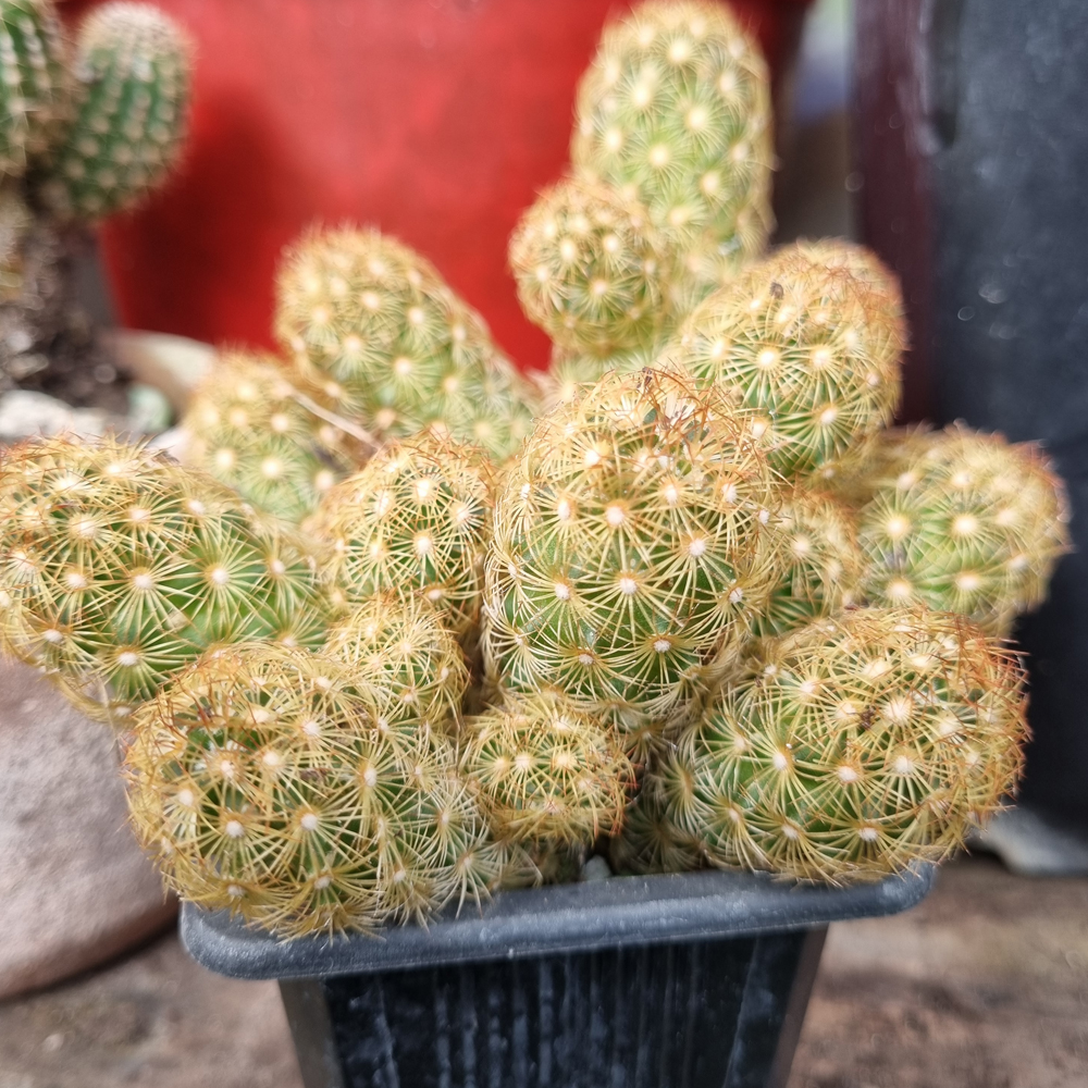 Mammillaria Gold