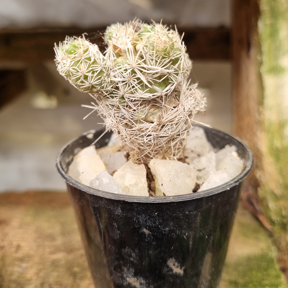 Mammillaria Vetula
