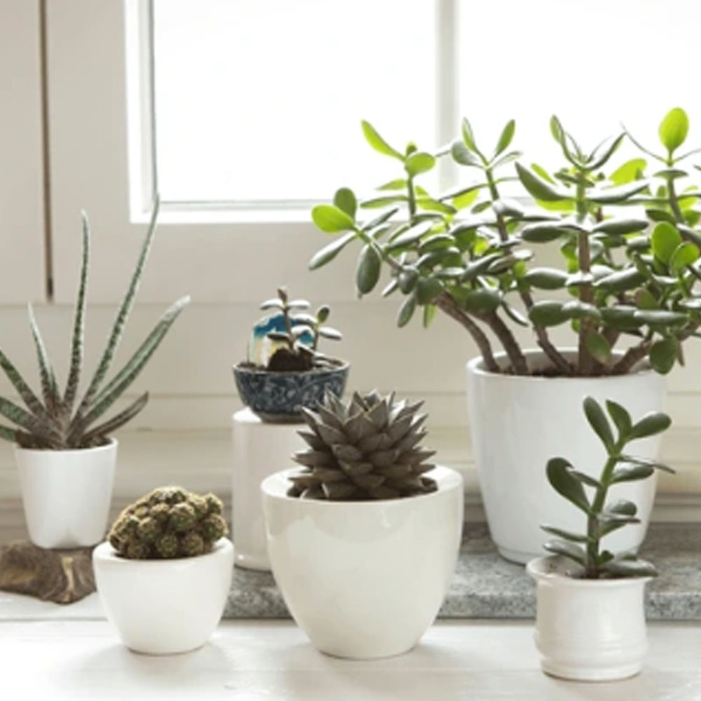 Cactus y Suculentas