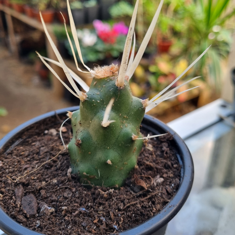 Tephrocactus Articulatus