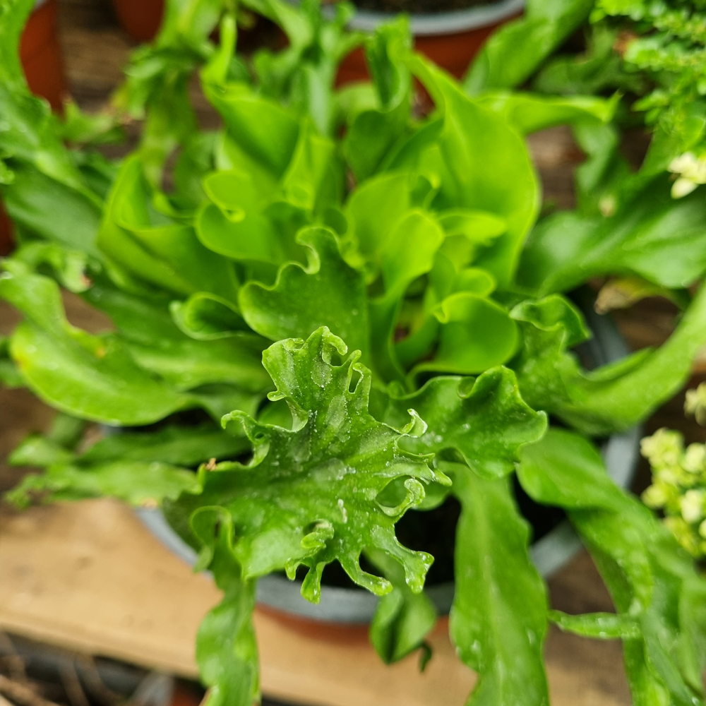 Helecho Asplenium Antiquum Osaka