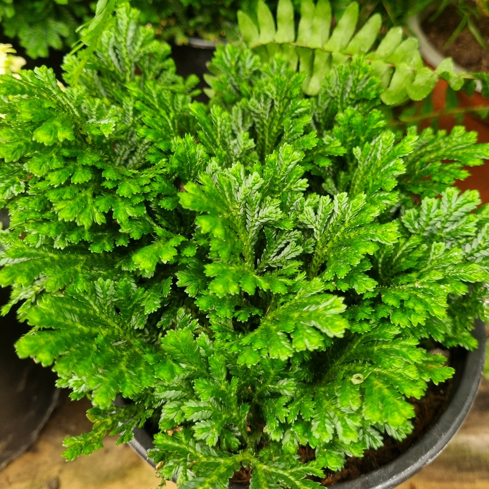 Helecho Selaginella Martensii
