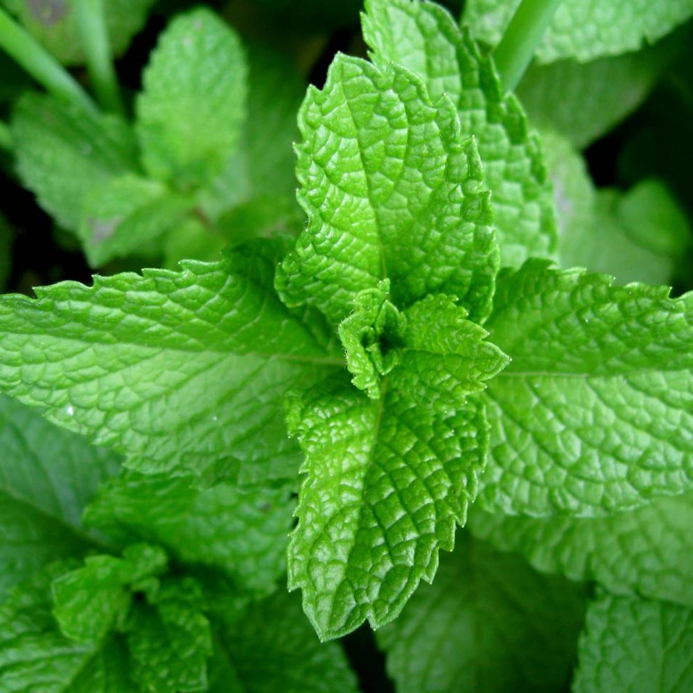 Menta