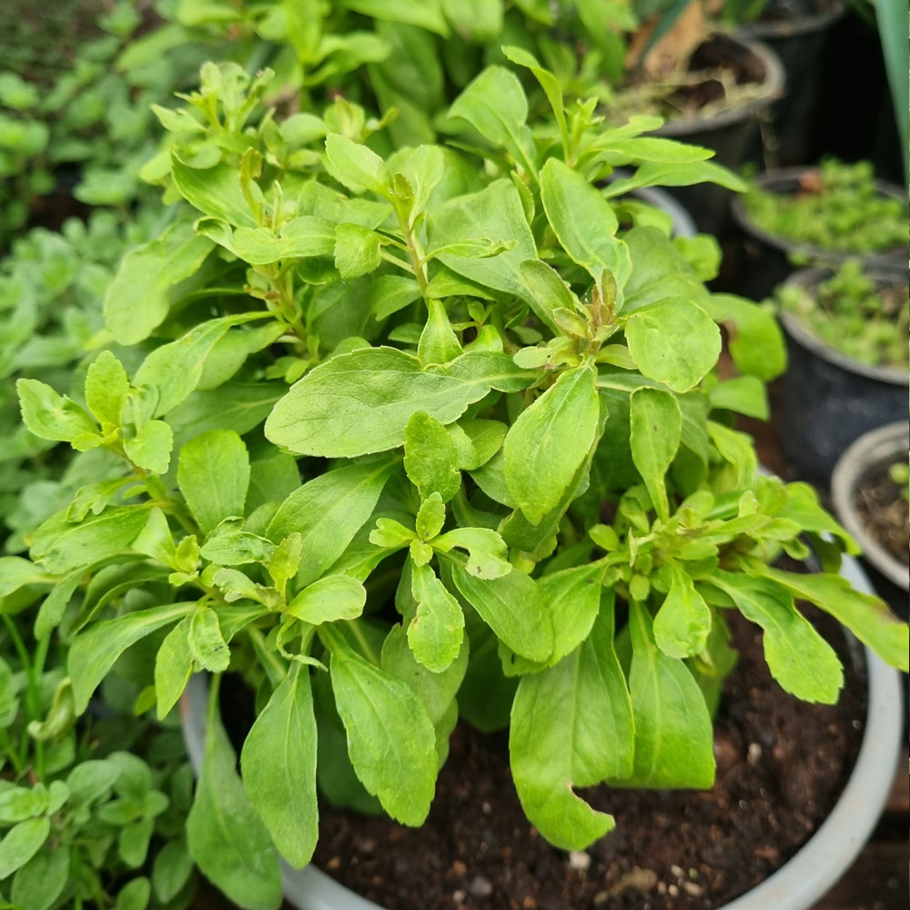 Stevia - Stevia Rebaudiana
