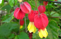 Abutilón Farol Chino