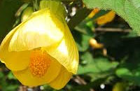 Abutilón