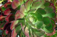 Aeonium Arboreum