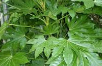 Aralia Japónica