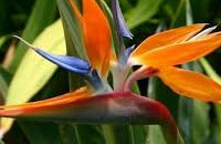 Strelitzia reginae - Ave del Paraíso
