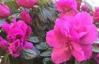 Azaleas