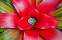 Bromelia Centro Rojo