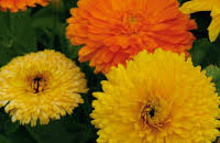 Calendulas Dobles