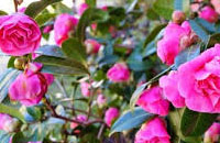 Camelias