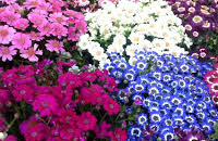 Cineraria