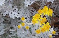 Cineraria marítina