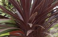 Dracena Café