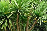 Dracena Verde exterior