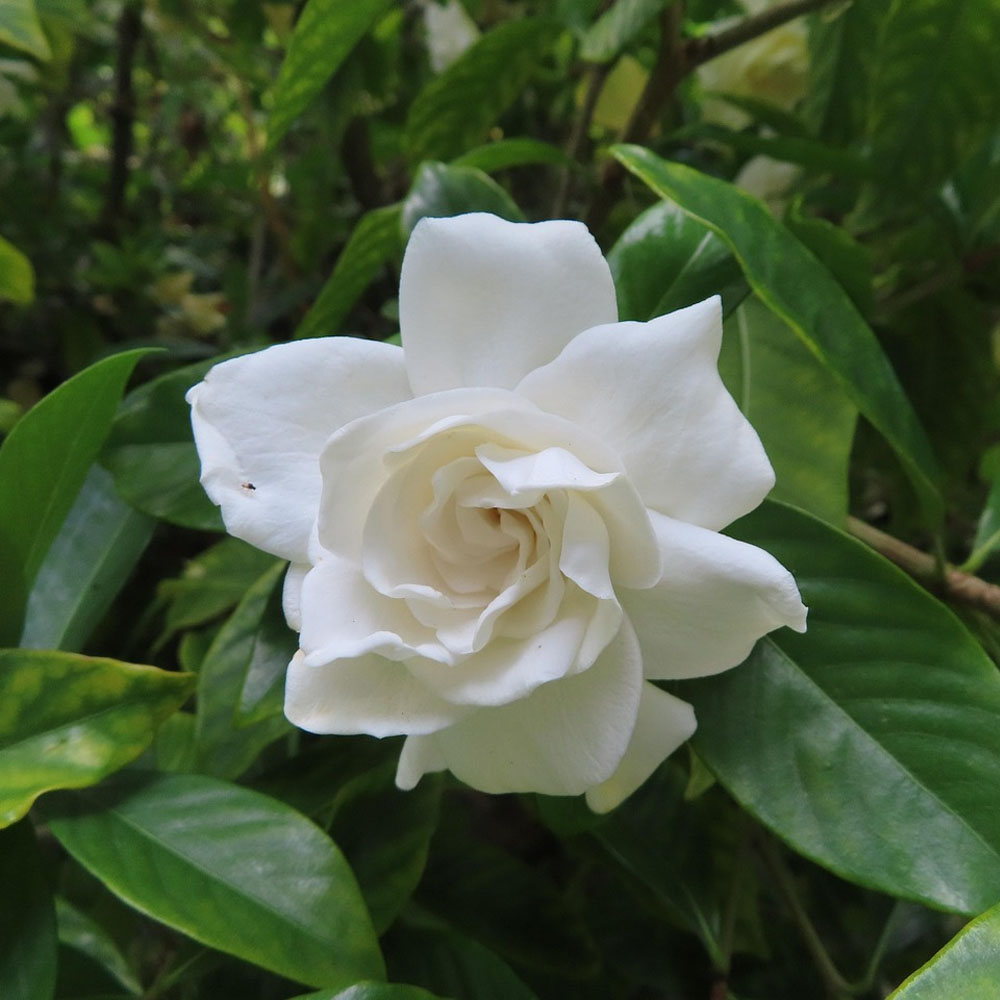Jazmín del Cabo o Gardenia