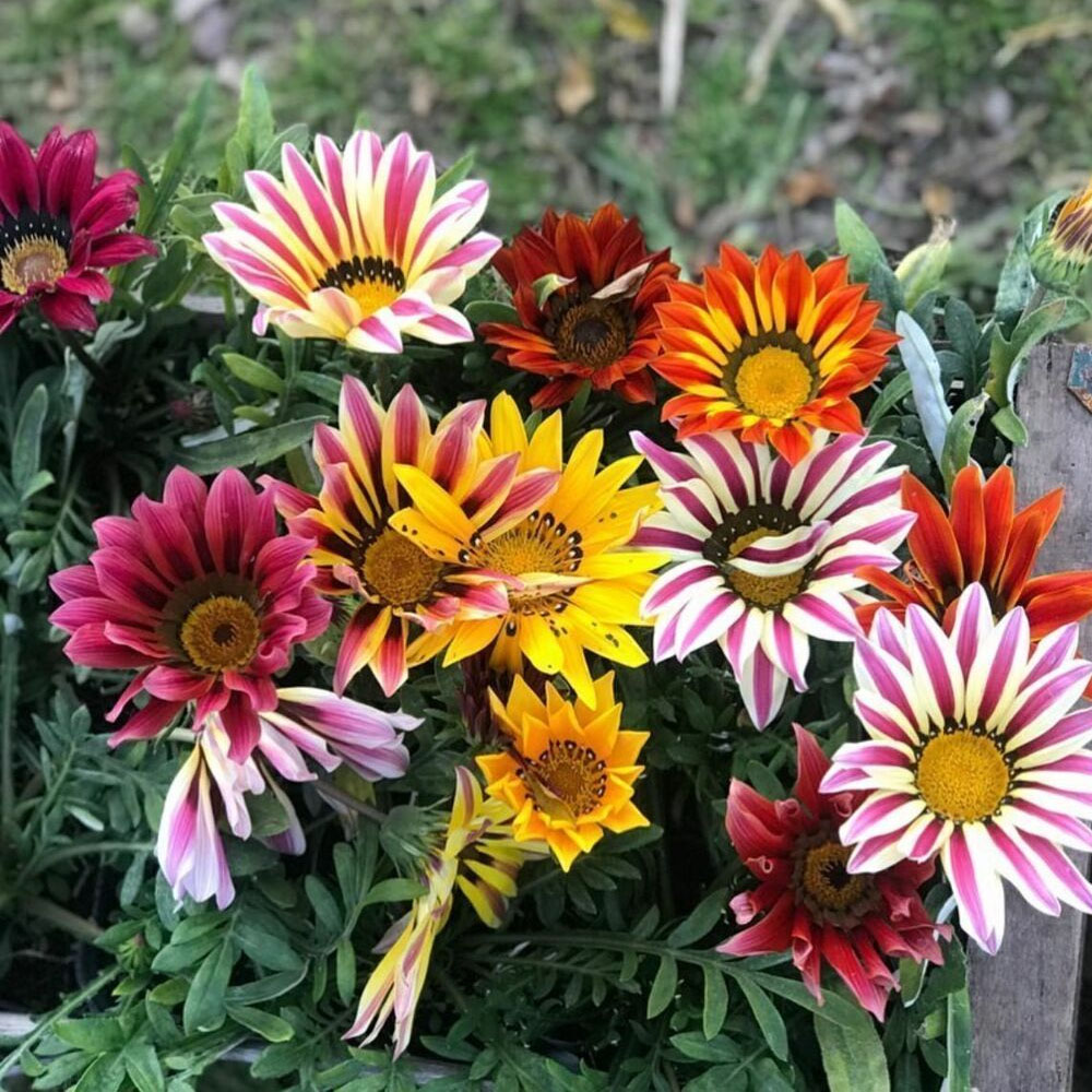 Gazania Mix