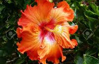 Hibisco