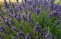 Lavanda Francesa