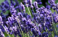 Lavanda Inglesa