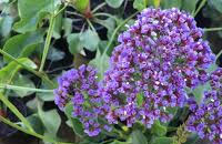 Limonium