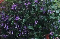 Mona Lavender - Plectranthus