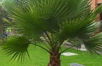Palmera Abanico Whasingtinia