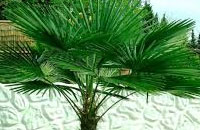 Palmera Trachycarpus