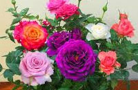 Rosas