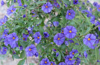 Solanum rantonetti o Dulcámara