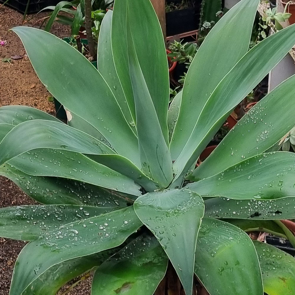 Agave del Dragón - Agave Attenuata