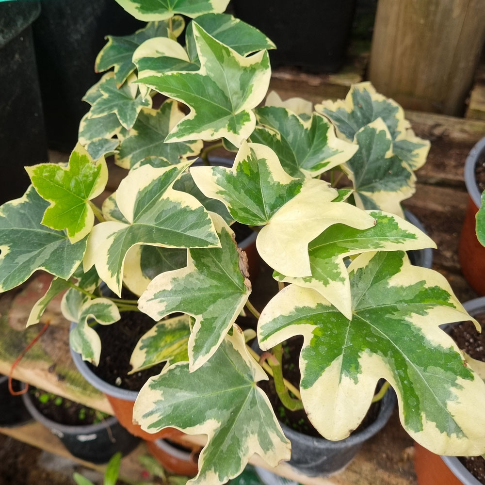 Aralia Japónica Variegada