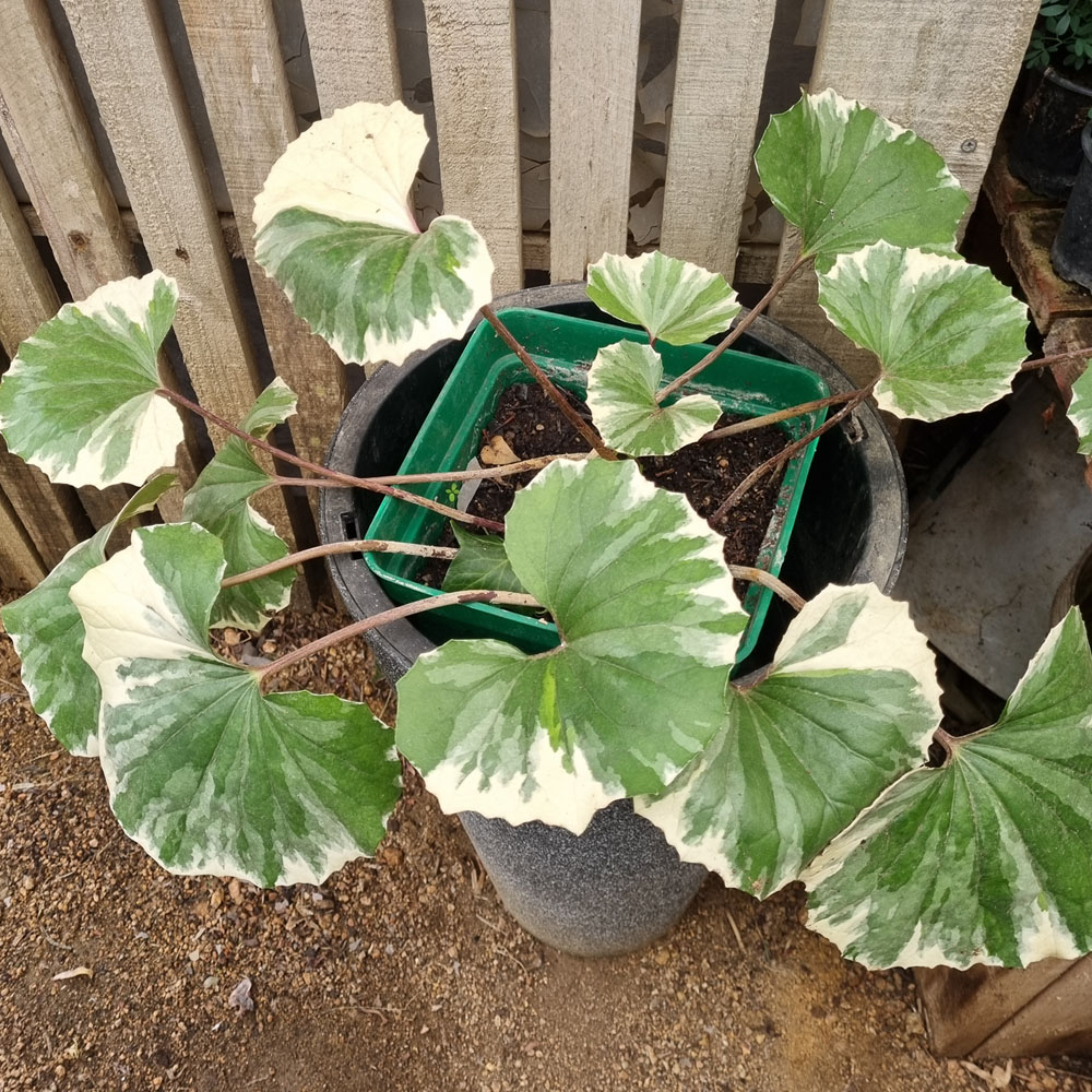Boina Vasca Variegada