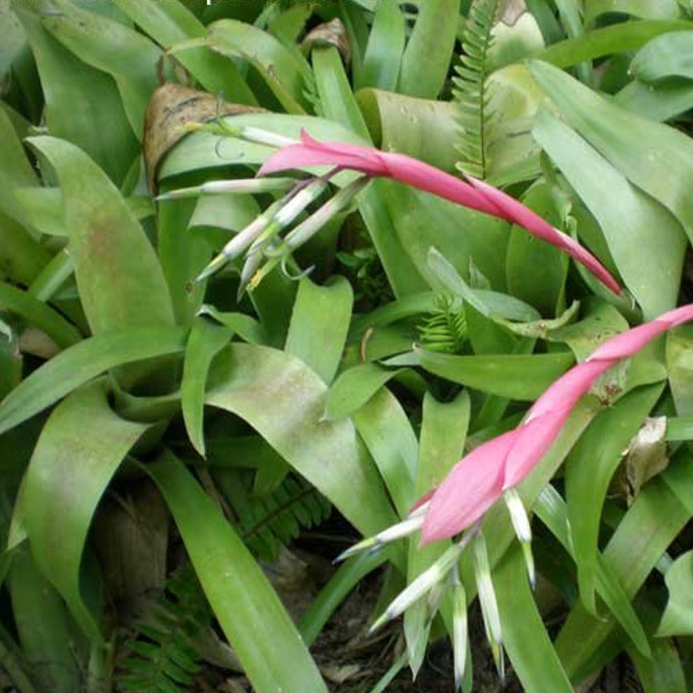 Bromelia Aros de Gitana