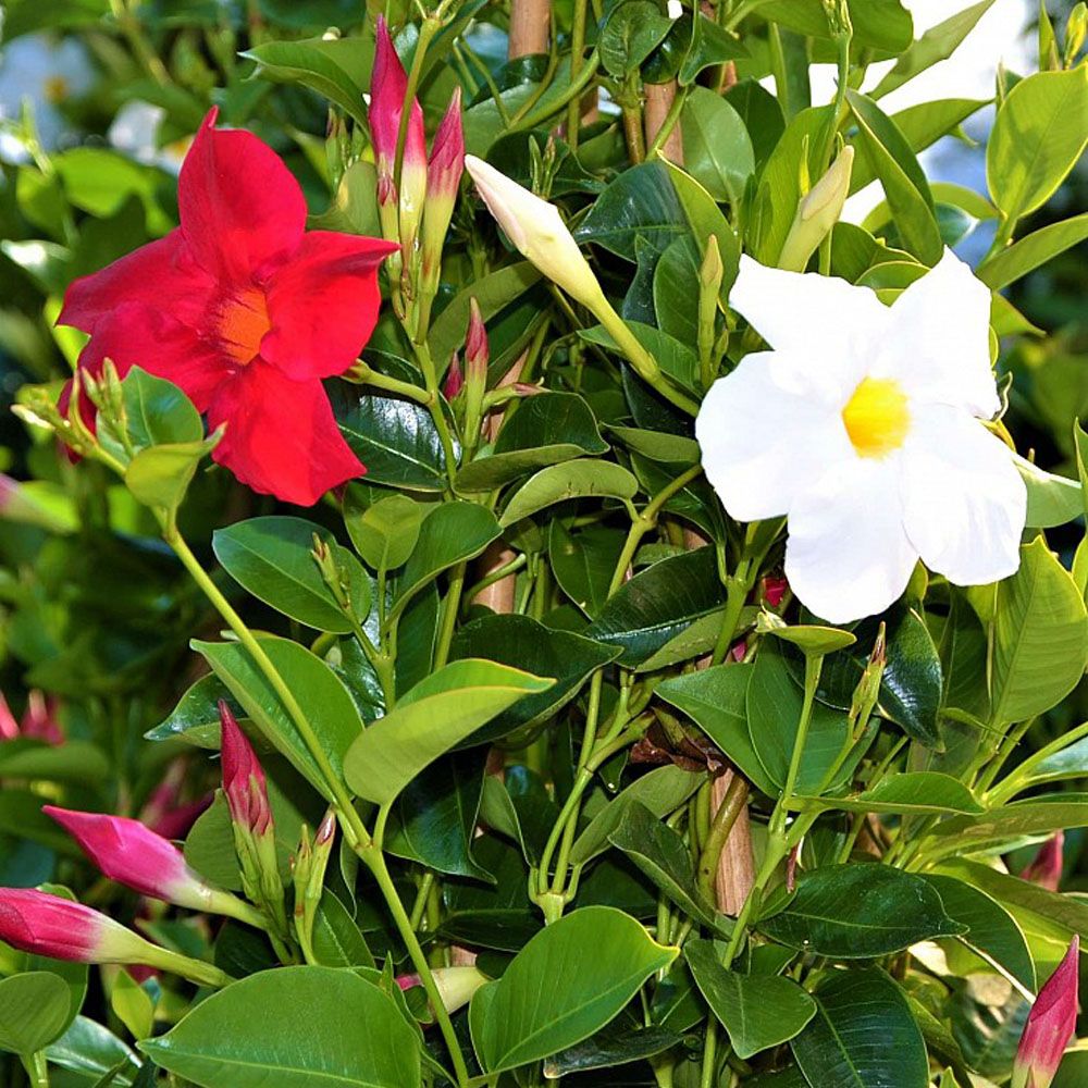Dipladenia