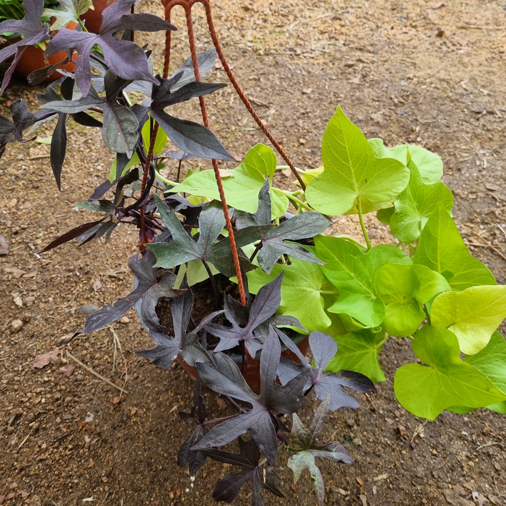 Ipomoea