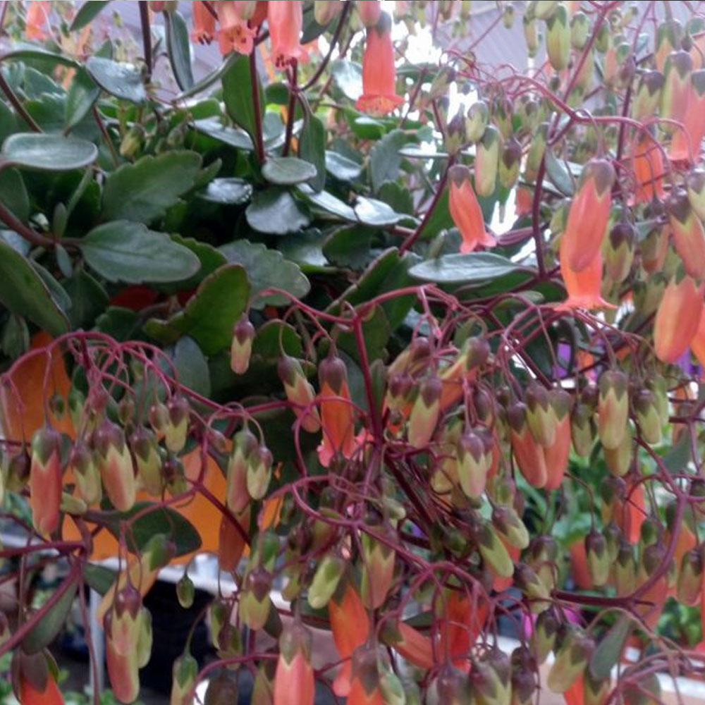 Kalanchoie colgante